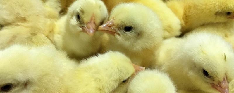 小鸡苗怎么分辨公母