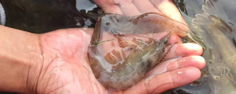 水产养殖芽孢杆菌的作用与功效