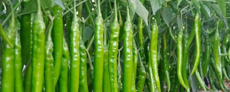 辣椒的种植需要什么肥料