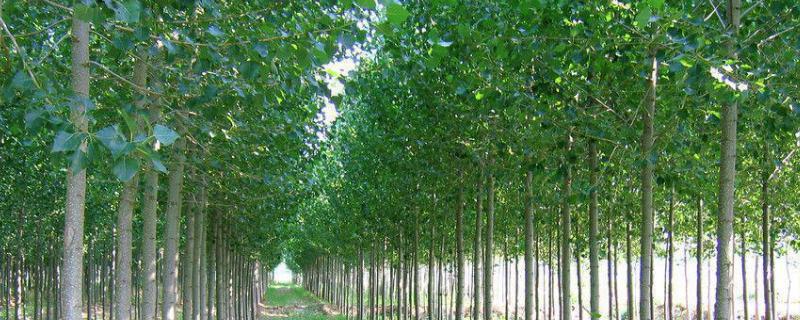 107杨树苗怎样种植