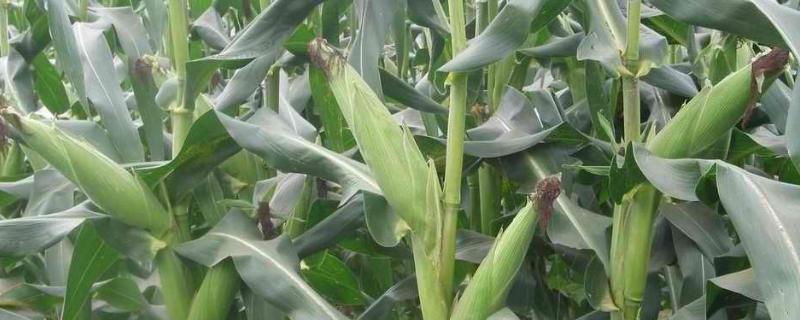 玉米苗前封闭除草剂注意事项