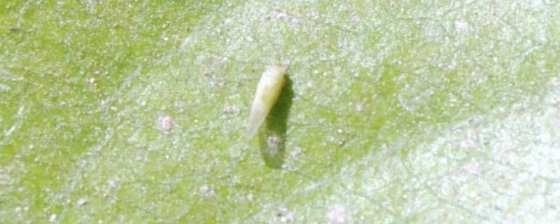 梨木虱防治最佳农药