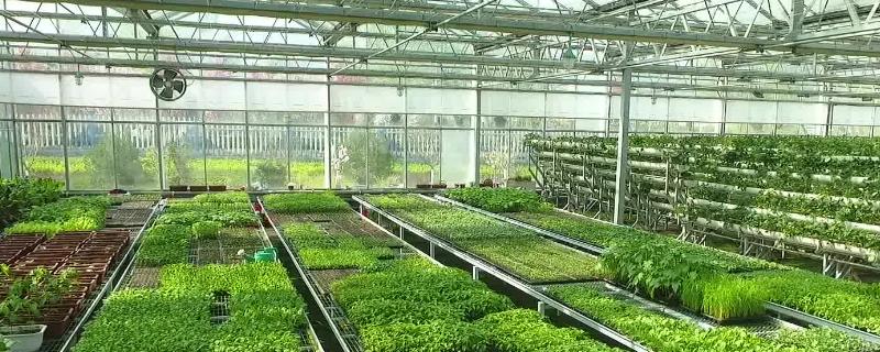 现代农业大棚在农作物的种植上有哪些优势
