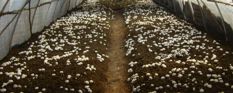 大棚香菇第二次出完香菇棒软怎么办