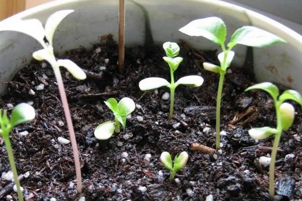车厘子种植技术与管理，适合在哪些地区种植