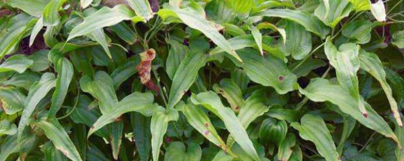 百部种植技术