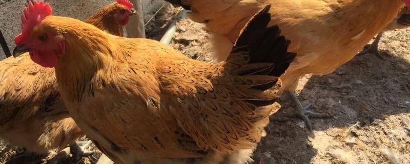 母鸡孵蛋为什么要偷吃鸡蛋