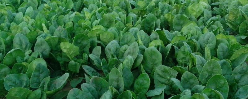 无公害蔬菜的种植方法