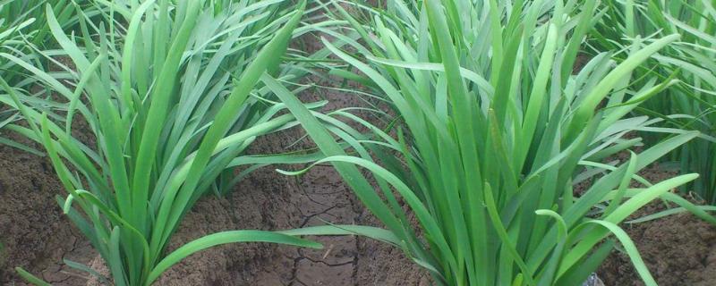 韭菜怎么种植方法如下