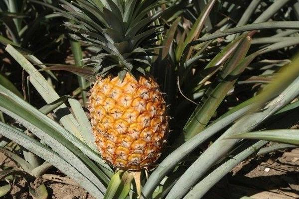 凤梨种植方法和技术，多久可以收获