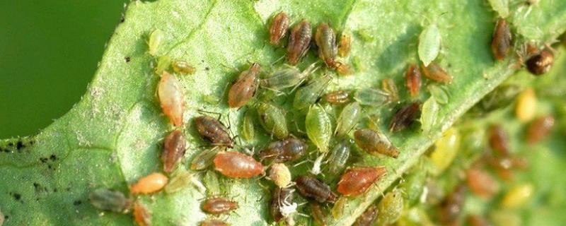 蔬菜蚜虫用什么土方法治