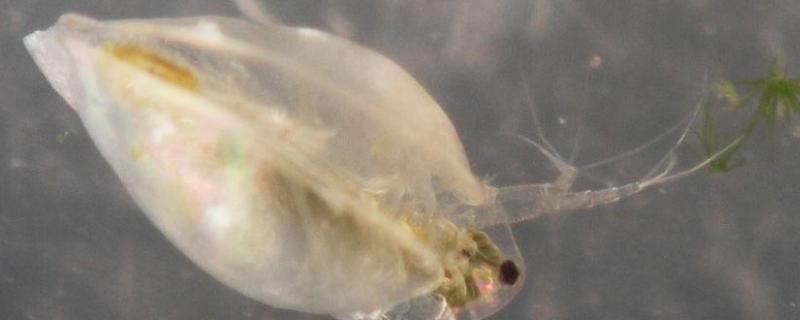 没水蚤种怎么繁殖水蚤