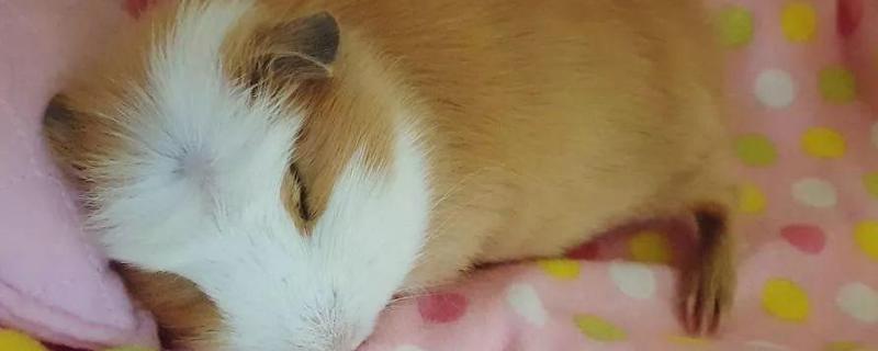 豚鼠怎么分公母