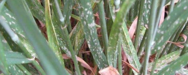 小麦有白粉病可以浇水吗