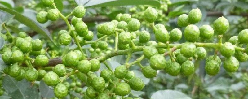 同胜柱花椒管理每月要点