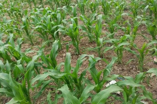 玉米宽窄行株距标准，附玉米的种植方法