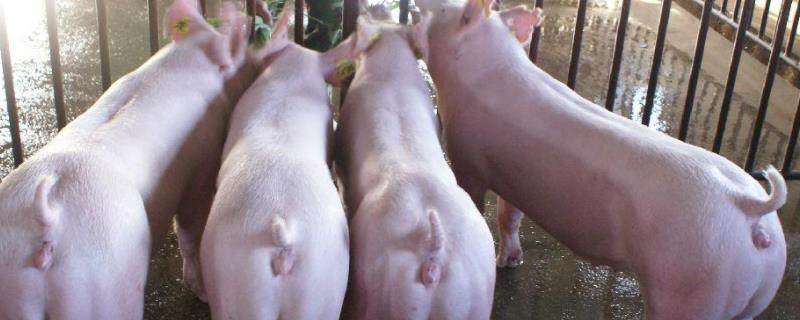给母猪喂维生素E的最佳时候