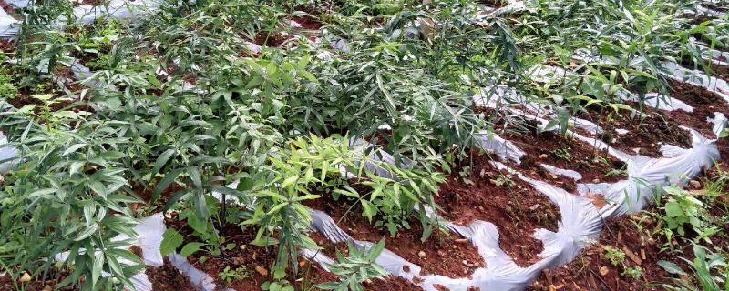 黄精一亩种植多少株