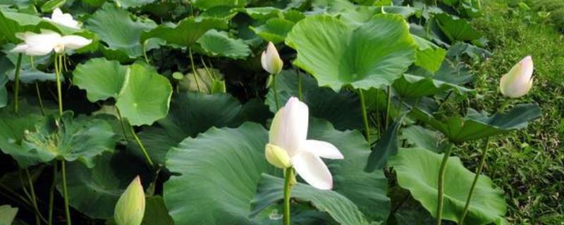 莲藕施肥方法和施几次肥