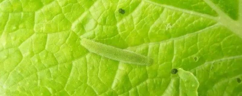 菜青虫冬天去了哪里