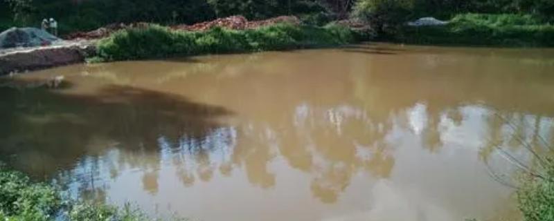 光合细菌瘦水还是肥水