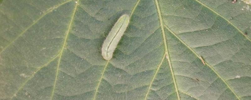 治菜青虫不用农药的四种方法