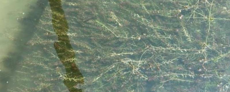 芽孢杆菌处理水草挂脏