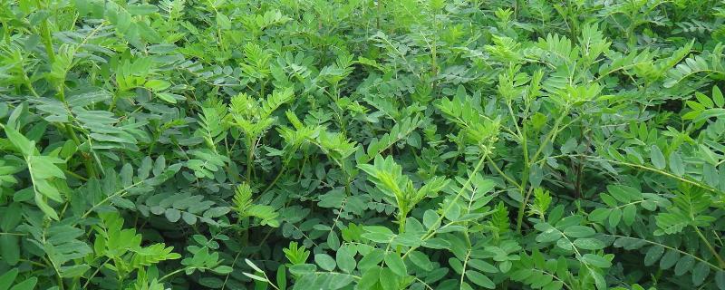 黄芪怎样种植及栽培