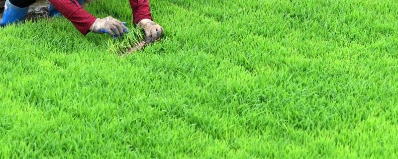 水稻苗床湿度大不出苗怎么办