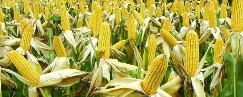 秋玉米最佳种植时间具体