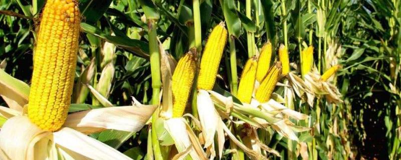 粘玉米种植时间和方法