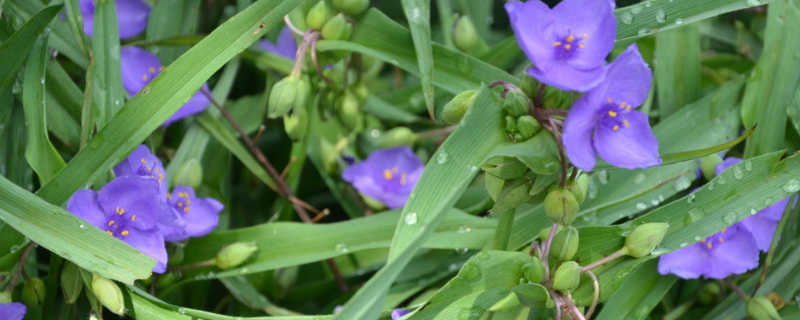 种植白芨能赚钱吗？种植前景如何？(附白芨价格)