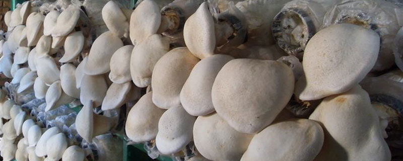 一斤白灵菇多少钱？市场前景如何？(附白灵菇生长条件介绍)