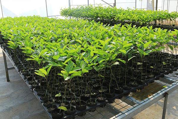 一株黄金百香果苗的批发价是多少？种植前景如何