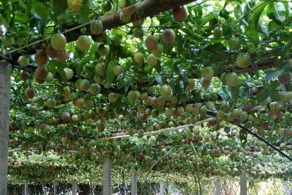 百香果在哪里生长？在阳台上种植百香果有两种方法