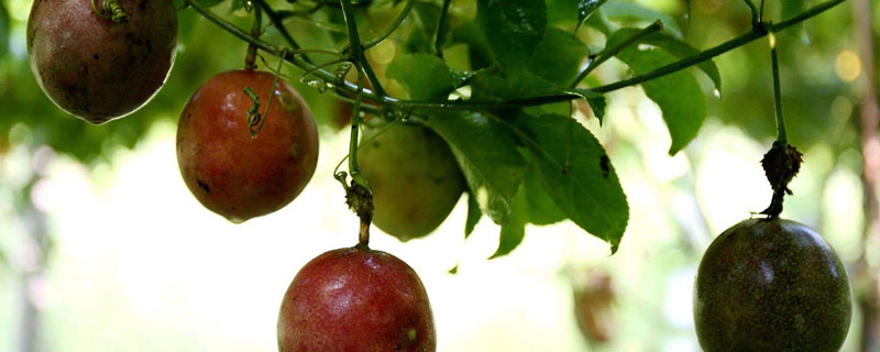 玛格丽特百香果苗的价格是多少？种植几年结果