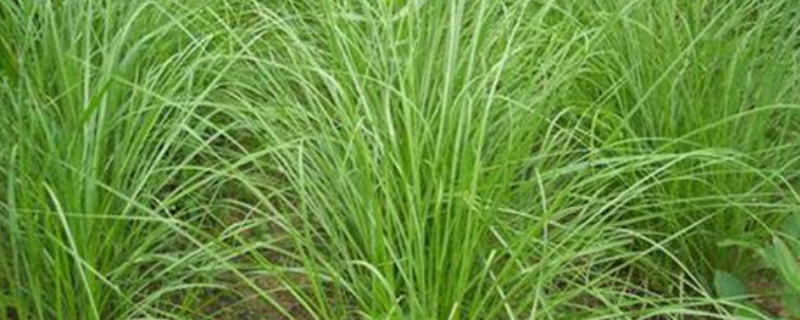 百喜草种子一斤多少钱？百喜草种子发芽方法