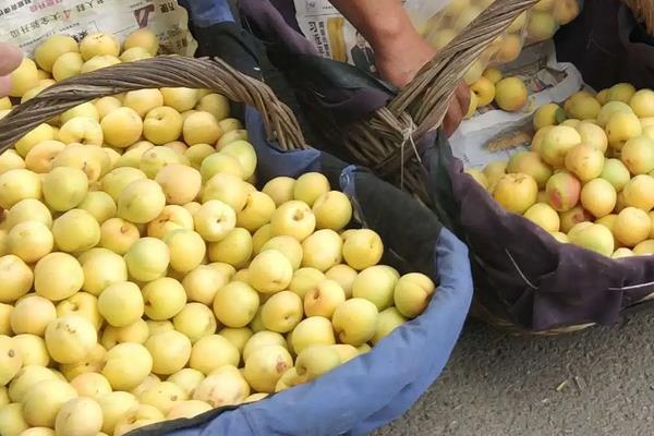 如何保存新疆小白杏？种植前景如何？(附种植技术)