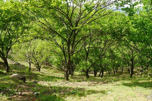 北方板栗和南方板栗的区别