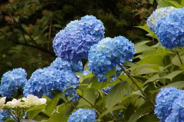 八仙花种植管理技术