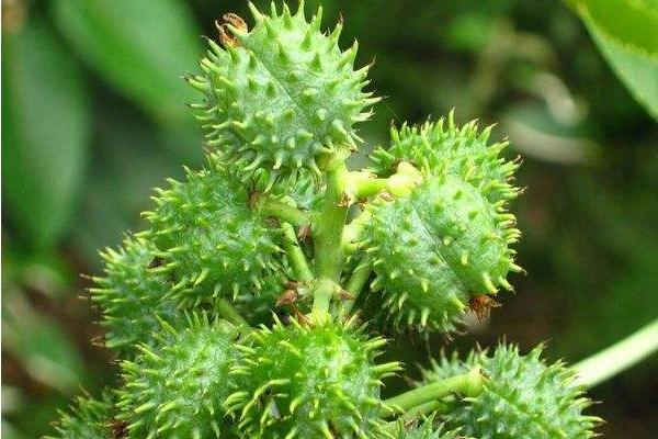 如何选择蓖麻种子？有哪些育苗方法