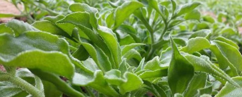 玉米地里有很多冰草。如何去除冰草