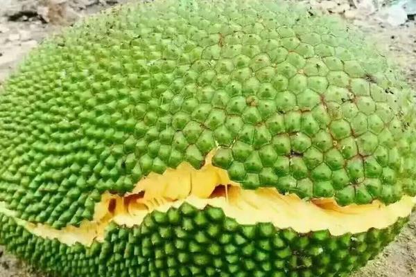 怎样催熟菠萝蜜？怎样吃菠萝蜜