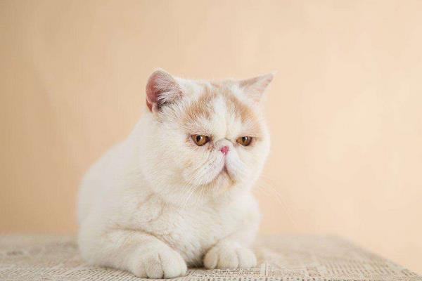 一只异国短毛猫多少钱