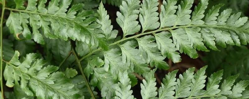 骨碎补种植方法