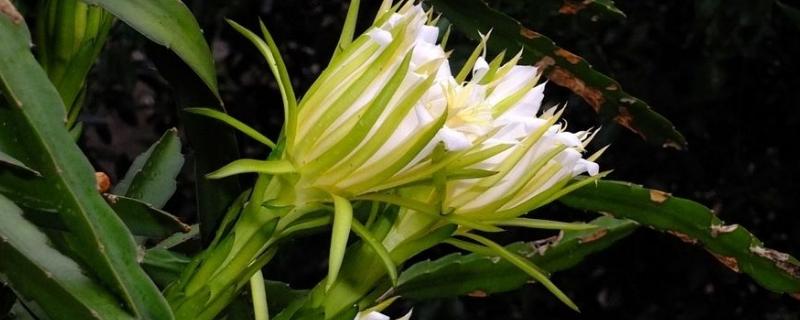 霸王花种植方法