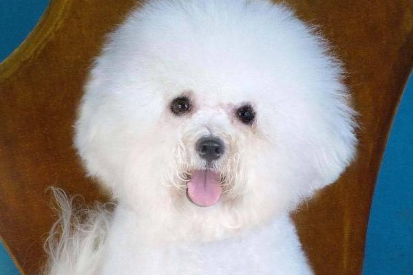 卷毛比雄犬多少钱一只
