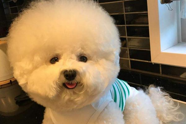 卷毛比雄犬多少钱一只