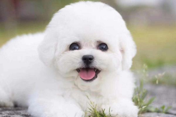 卷毛比雄犬多少钱一只