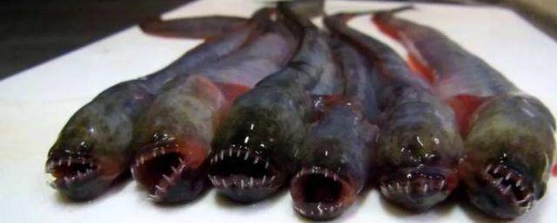 狼牙虾虎鱼吃什么